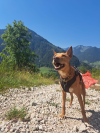 image_Garde Appartement/ Chien en Haute Savoie
